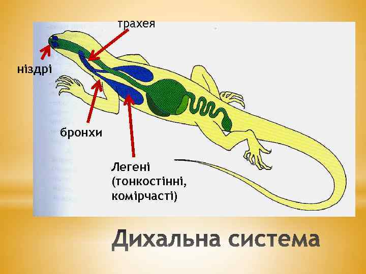 трахея ніздрі бронхи Легені (тонкостінні, комірчасті) 