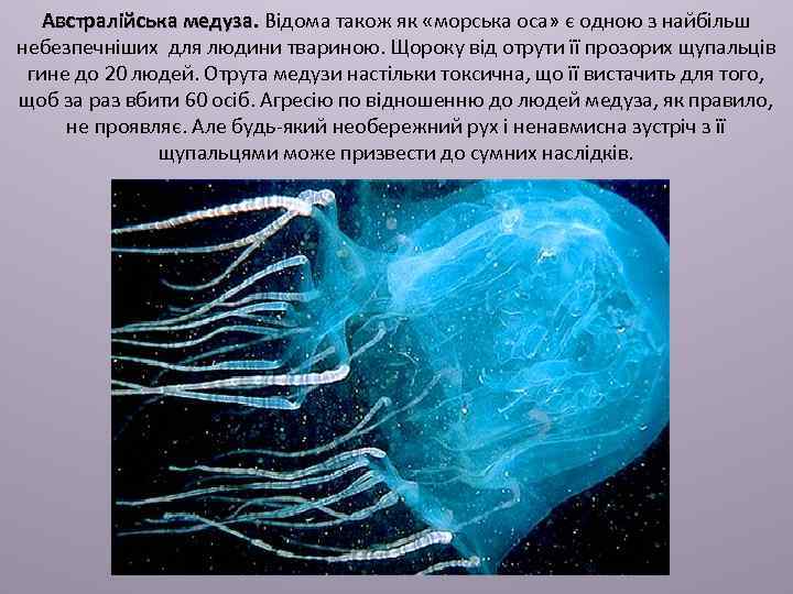 Австралійська медуза. Відома також як «морська оса» є одною з найбільш небезпечніших для людини