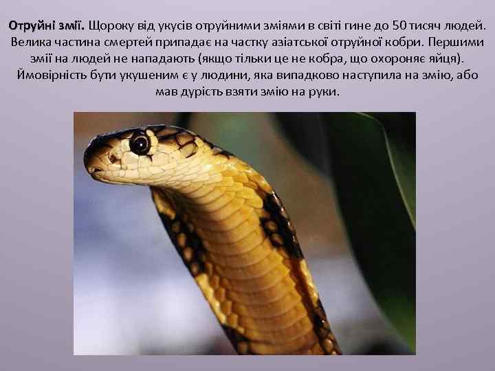 Отруйні змії. Щороку від укусів отруйними зміями в світі гине до 50 тисяч людей.