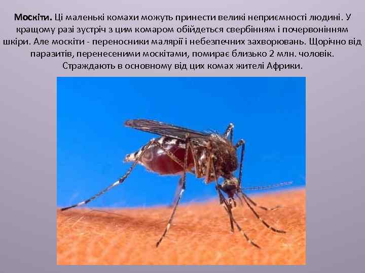 Москіти. Ці маленькі комахи можуть принести великі неприємності людині. У кращому разі зустріч з