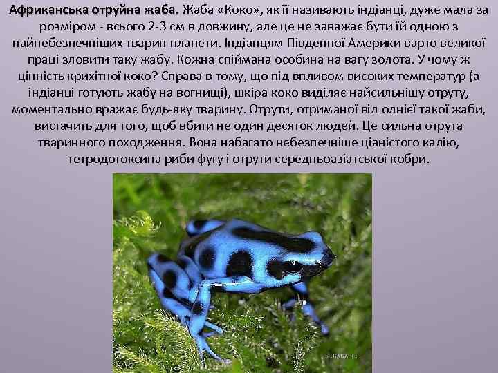 Африканська отруйна жаба. Жаба «Коко» , як її називають індіанці, дуже мала за розміром