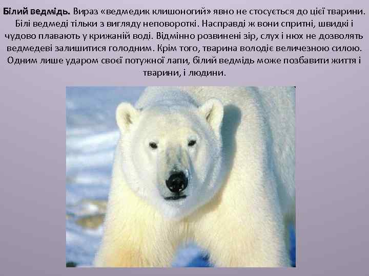 Білий ведмідь. Вираз «ведмедик клишоногий» явно не стосується до цієї тварини. Білі ведмеді тільки