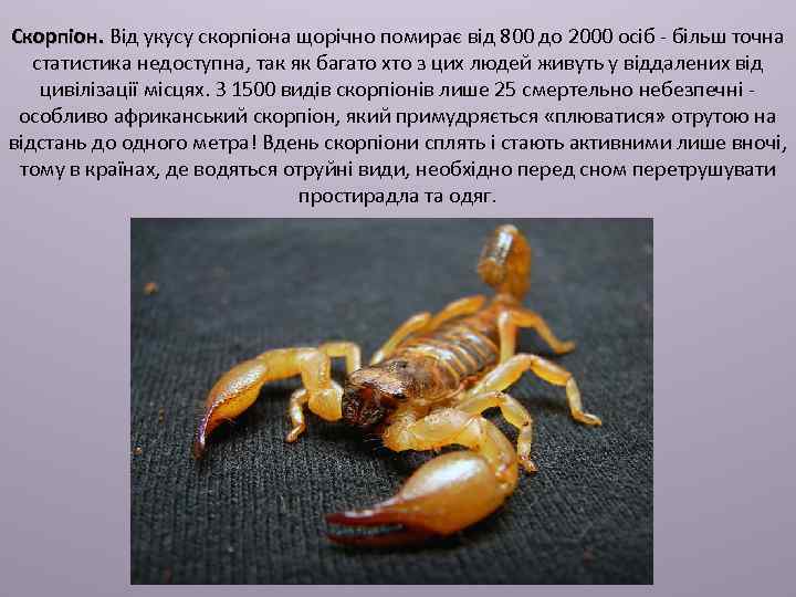 Скорпіон. Від укусу скорпіона щорічно помирає від 800 до 2000 осіб - більш точна