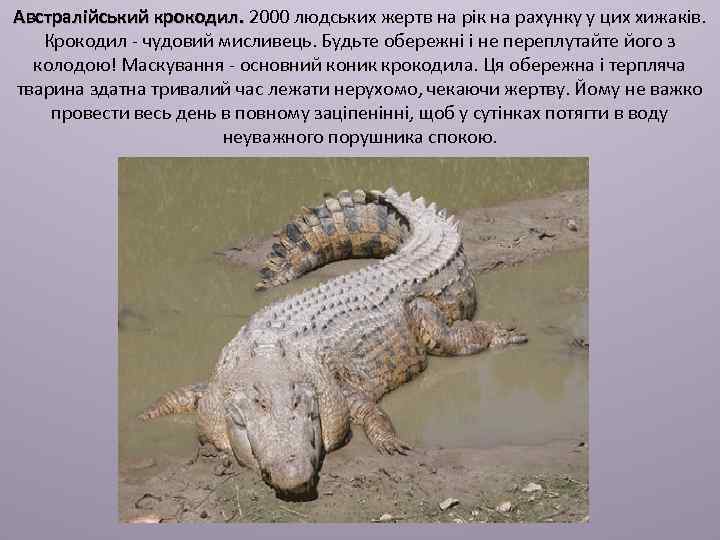 Австралійський крокодил. 2000 людських жертв на рік на рахунку у цих хижаків. Крокодил -