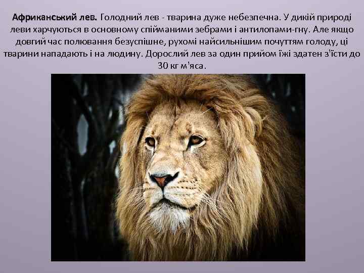 Африканський лев. Голодний лев - тварина дуже небезпечна. У дикій природі леви харчуються в