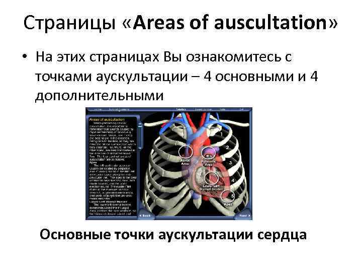 Страницы «Areas of auscultation» • На этих страницах Вы ознакомитесь с точками аускультации –