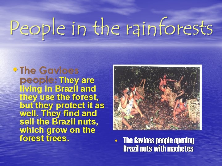 People in the rainforests • The Gavioes people: They are living in Brazil and