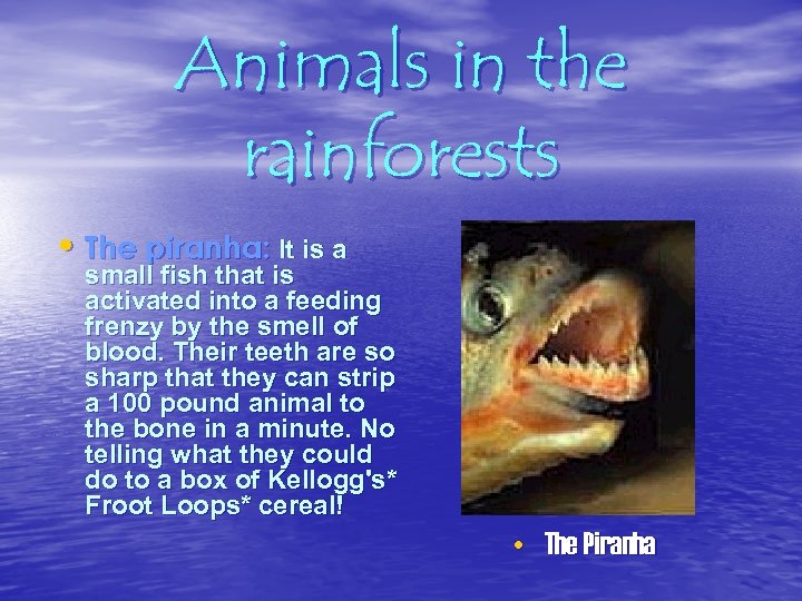 Animals in the rainforests • The piranha: It is a small fish that is