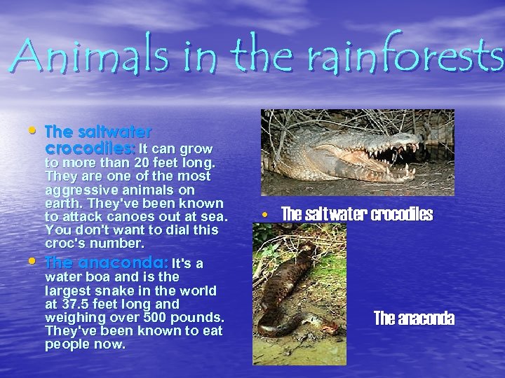 Animals in the rainforests • The saltwater crocodiles: It can grow • to more