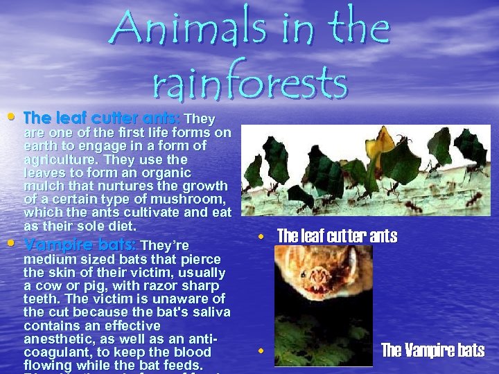 Animals in the rainforests • The leaf cutter ants: They • are one of