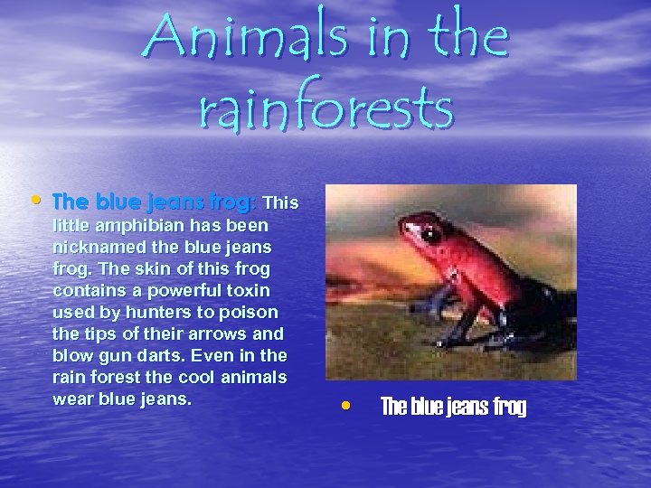 Animals in the rainforests • The blue jeans frog: This little amphibian has been