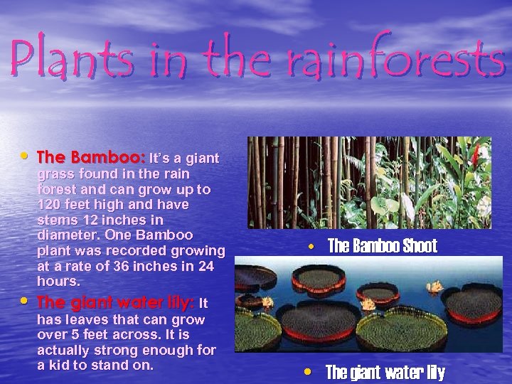 Plants in the rainforests • The Bamboo: It’s a giant grass found in the