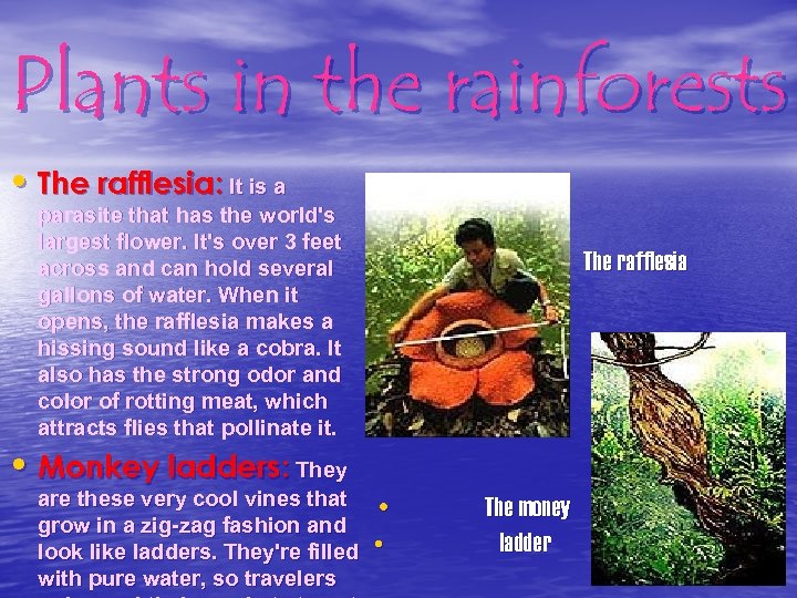 Plants in the rainforests • The rafflesia: It is a parasite that has the