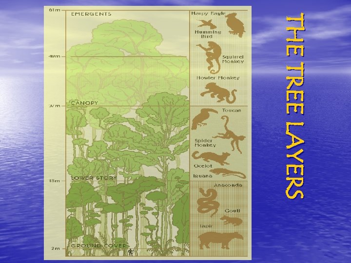 T HE T R E E L A Y E R S 