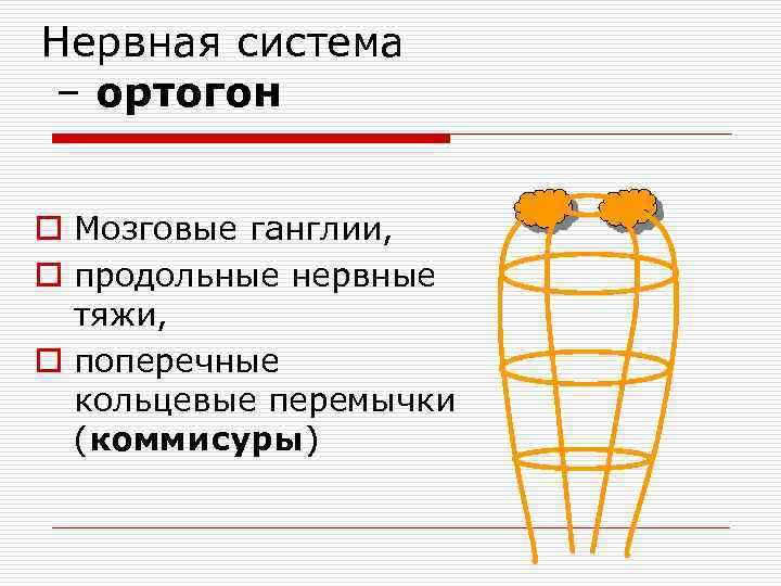 Нервная система – ортогон o Мозговые ганглии, o продольные нервные тяжи, o поперечные кольцевые