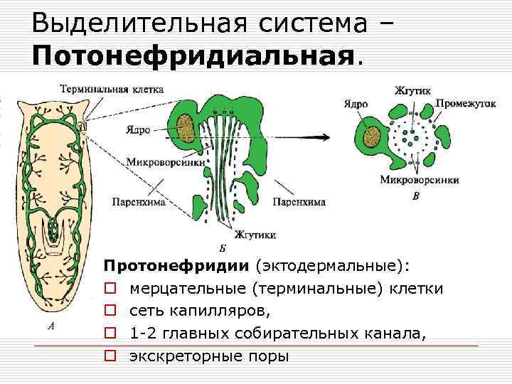 Органы выделения протонефридии непереваренные остатки