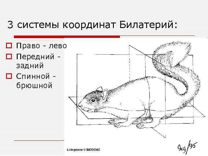 3 системы координат Билатерий: o Право - лево o Передний задний o Спинной брюшной