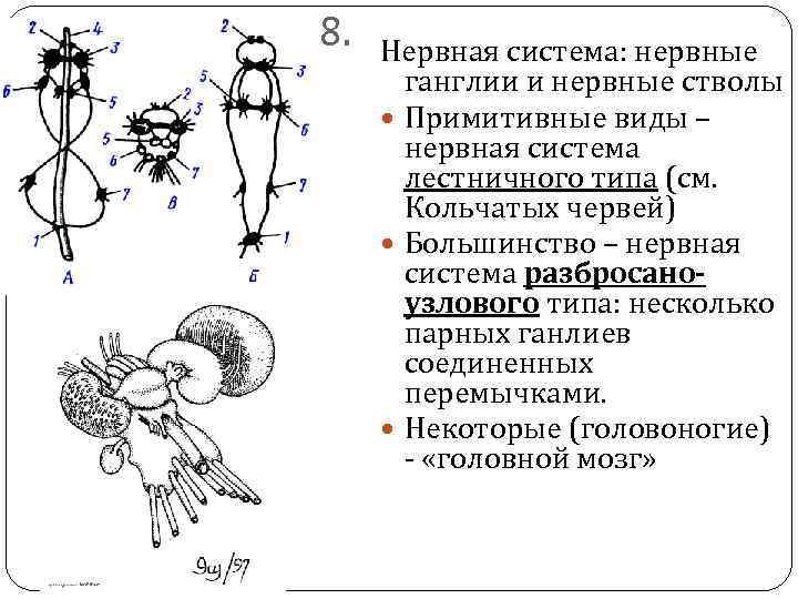 8. Нервная система: нервные ганглии и нервные стволы Примитивные виды – нервная система лестничного