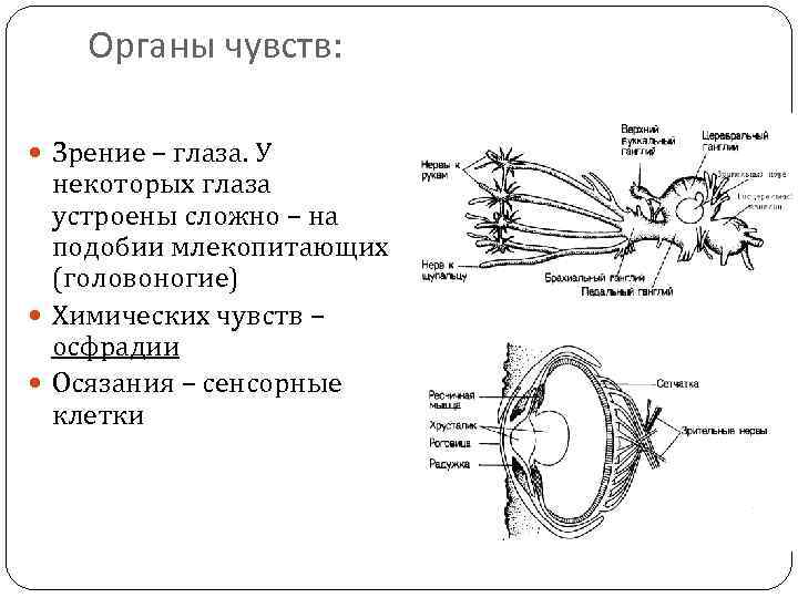 Органы чувств моллюсков. Головоногие моллюски органы чувств. Органы чувств головоногих моллюсков таблица. Органы чувств брюхоногих моллюсков таблица. Схема строения глаза головоногих моллюсков.