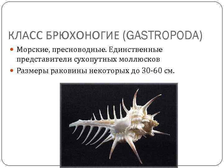 КЛАСС БРЮХОНОГИЕ (GASTROPODA) Морские, пресноводные. Единственные представители сухопутных моллюсков Размеры раковины некоторых до 30