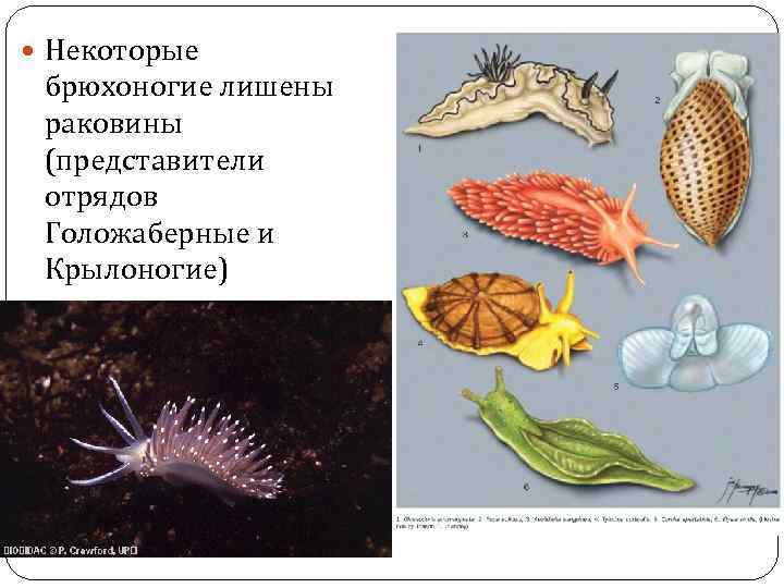  Некоторые брюхоногие лишены раковины (представители отрядов Голожаберные и Крылоногие) 