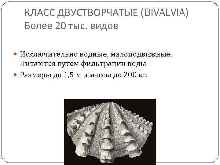 КЛАСС ДВУСТВОРЧАТЫЕ (BIVALVIA) Более 20 тыс. видов Исключительно водные, малоподвижные. Питаются путем фильтрации воды