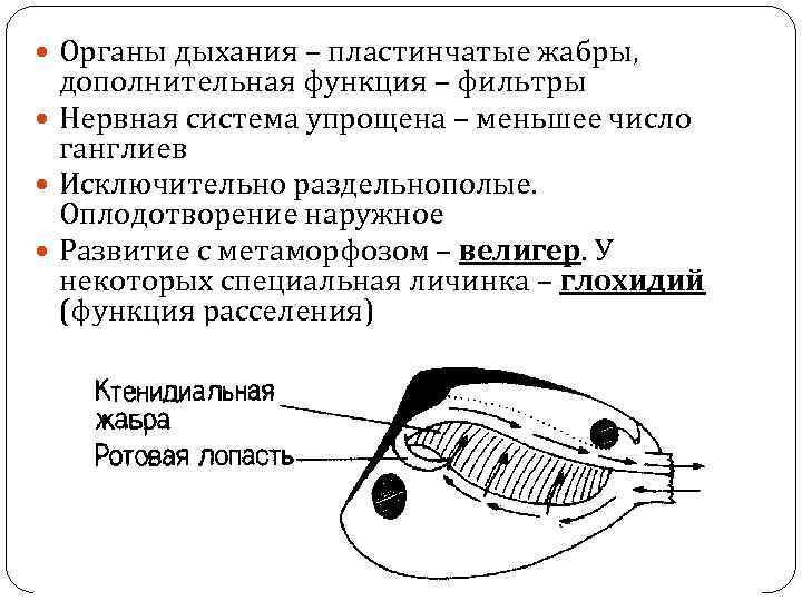  Органы дыхания – пластинчатые жабры, дополнительная функция – фильтры Нервная система упрощена –