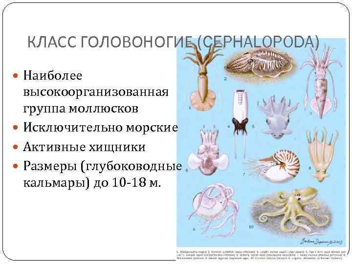 Роль головоногих. Размножение головоногих моллюсков. Внешнее строение головоногих моллюсков. Класс головоногие размножение. Число видов головоногих моллюсков.