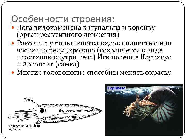 Особенности строения: Нога видоизменена в щупальца и воронку (орган реактивного движения) Раковина у большинства