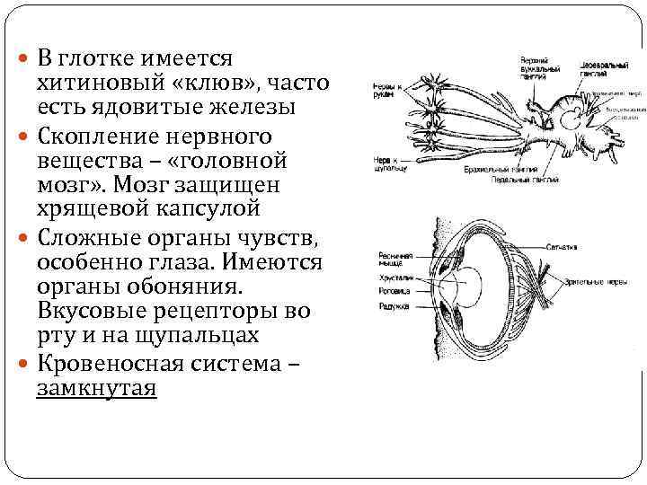  В глотке имеется хитиновый «клюв» , часто есть ядовитые железы Скопление нервного вещества