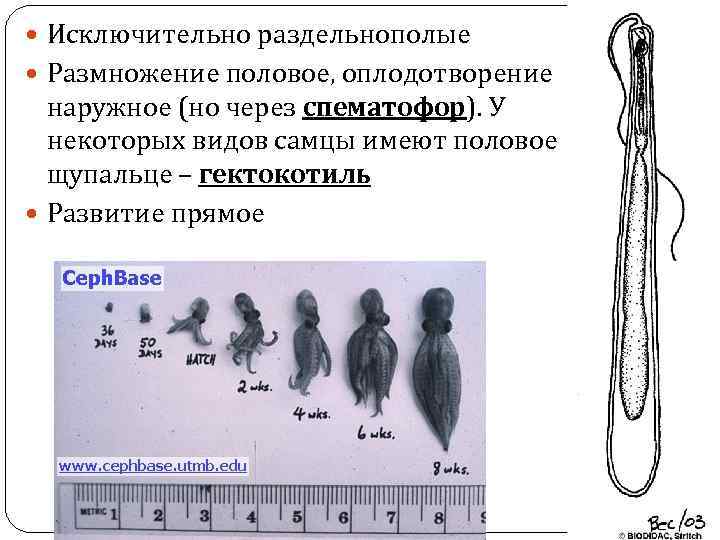 Виды самцов. Половое размножение раздельнополое. Половое размножение оплодотворение наружное. Половое размножение раздельнополые виды. Раздельнополое оплодотворение наружное развитие прямое.