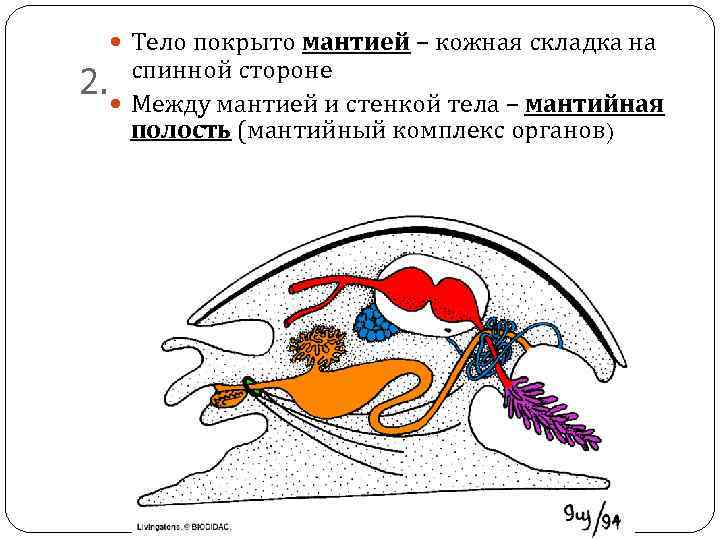 Мантия полость это пространство