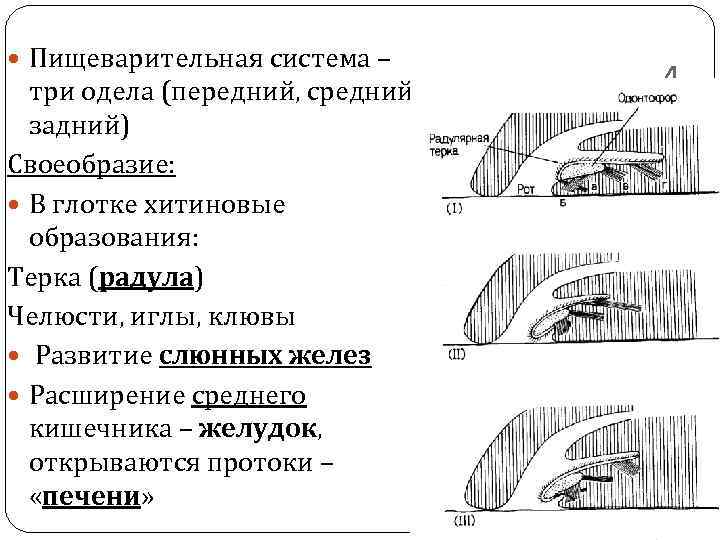  Пищеварительная система – три одела (передний, средний, задний) Своеобразие: В глотке хитиновые образования: