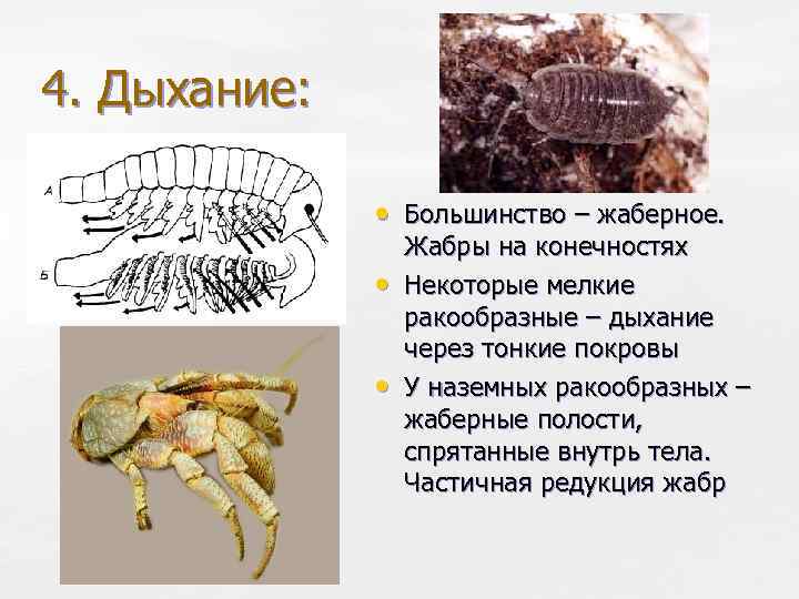 4. Дыхание: • Большинство – жаберное. • • Жабры на конечностях Некоторые мелкие ракообразные