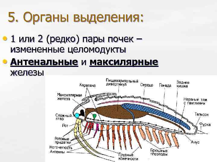 5. Органы выделения: • 1 или 2 (редко) пары почек – измененные целомодукты •