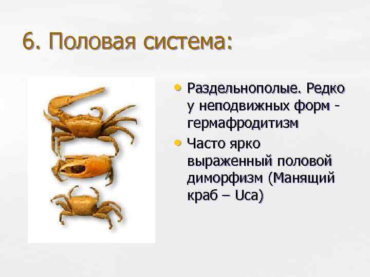 6. Половая система: • Раздельнополые. Редко • у неподвижных форм гермафродитизм Часто ярко выраженный