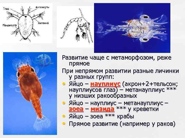 Развитие чаще с метаморфозом, реже прямое При непрямом развитии разные личинки у разных групп: