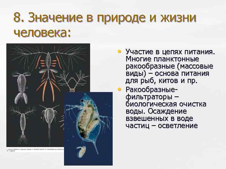 8. Значение в природе и жизни человека: • Участие в цепях питания. • Многие