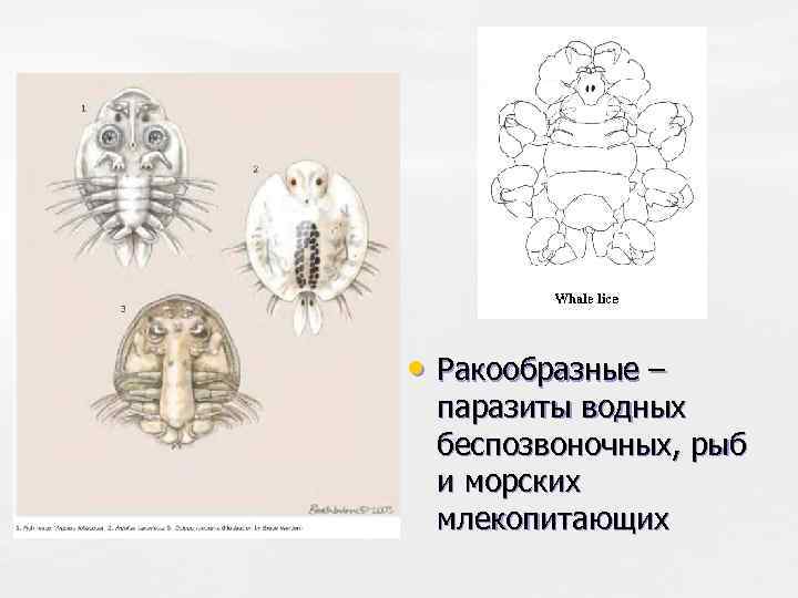  • Ракообразные – паразиты водных беспозвоночных, рыб и морских млекопитающих 