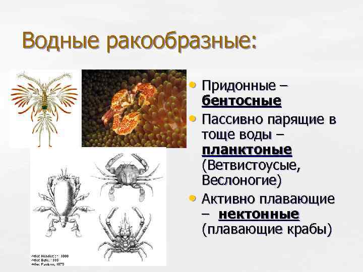 Водные ракообразные: • Придонные – • • бентосные Пассивно парящие в тоще воды –