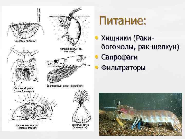 Питание: • Хищники (Раки • • богомолы, рак-щелкун) Сапрофаги Фильтраторы 