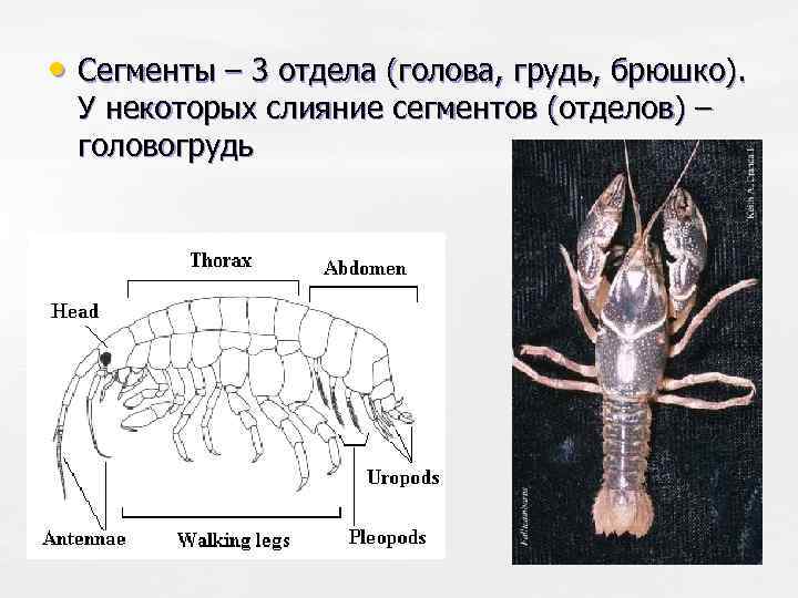  • Сегменты – 3 отдела (голова, грудь, брюшко). У некоторых слияние сегментов (отделов)