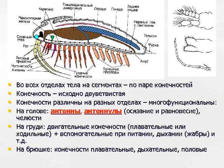  • • • Во всех отделах тела на сегментах – по паре конечностей