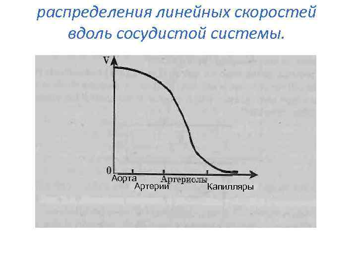 распределения линейных скоростей вдоль сосудистой системы. Аорта Артерии Капилляры 