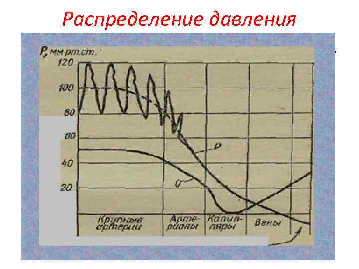 Распределение давления 1 - давление в аорте, 2 - в крупных артериях, 3 -