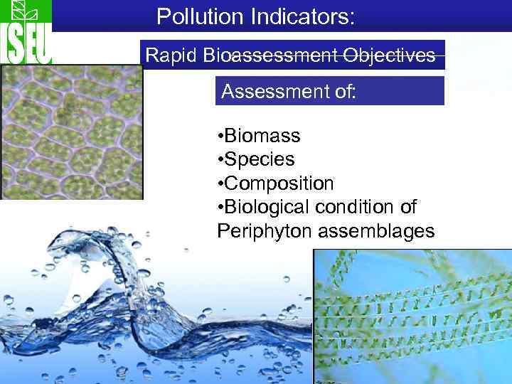 Pollution Indicators: Rapid Bioassessment Objectives Assessment of: • Biomass • Species • Composition •