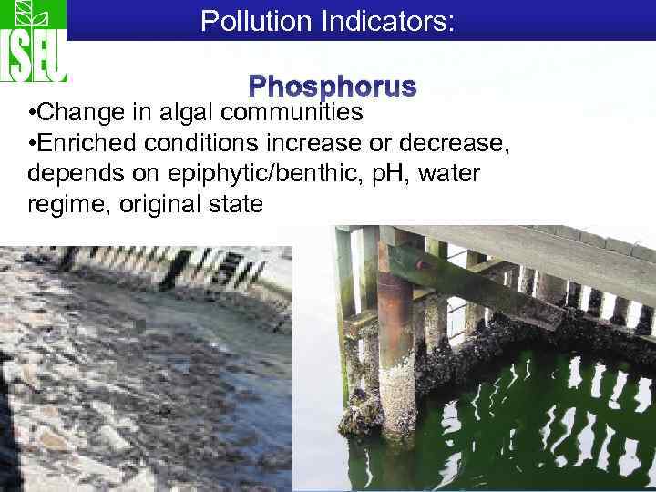 Pollution Indicators: Phosphorus • Change in algal communities • Enriched conditions increase or decrease,