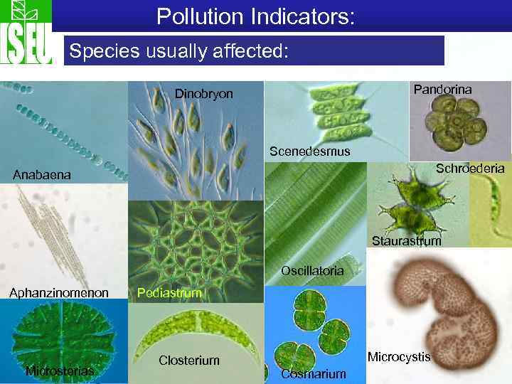 Pollution Indicators: Species usually affected: Pandorina Dinobryon Scenedesmus Schroederia Anabaena Staurastrum Oscillatoria Aphanzinomenon Microsterias