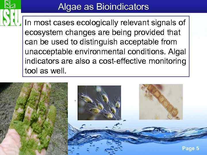 Algae as Bioindicators In most cases ecologically relevant signals of ecosystem changes are being