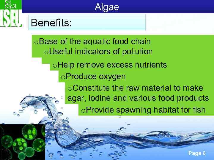 Algae Benefits: o. Base of the aquatic food chain o. Useful indicators of pollution